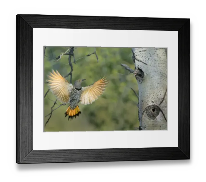 Framed Print : Canada, British Columbia. Adult female Northern Flicker (Colaptes auratus) flies Framed Print : Canada, British Columbia. Adult female Northern Flicker (Colaptes auratus) flies