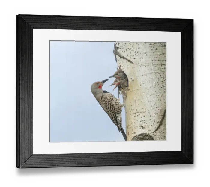 Framed Print : Canada, British Columbia. Adult male Northern Flicker (Colaptes auratus) at nesthole Framed Print : Canada, British Columbia. Adult male Northern Flicker (Colaptes auratus) at nesthole
