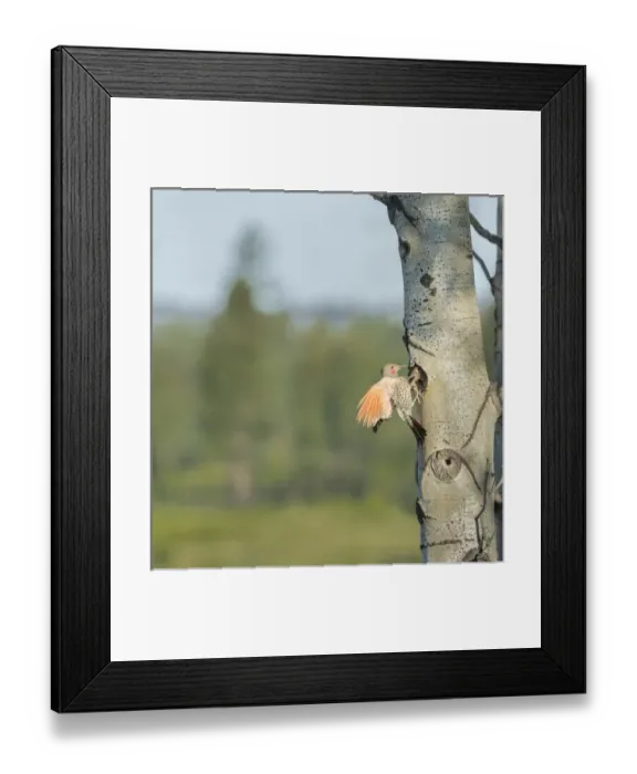 Framed Print : Canada, British Columbia. Adult male Northern Flicker (Colaptes auratus) flies to Framed Print : Canada, British Columbia. Adult male Northern Flicker (Colaptes auratus) flies to