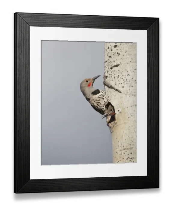 Framed Print : Canada, British Columbia. Adult male Northern Flicker (Colaptes auratus) at nesthole Framed Print : Canada, British Columbia. Adult male Northern Flicker (Colaptes auratus) at nesthole