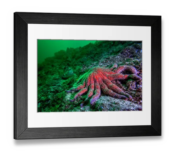 Framed Print : Large Red Sunflower Starfish off Vancouver Island, B. C Framed Print : Large Red Sunflower Starfish off Vancouver Island, B. C