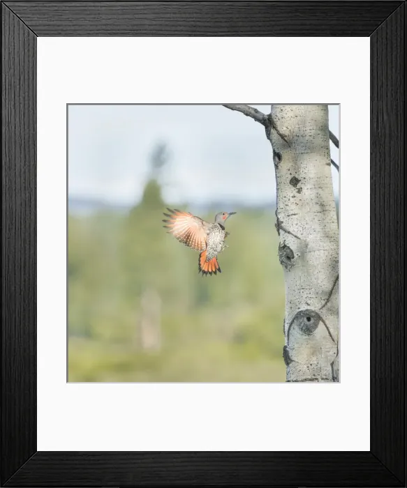 Framed Print : Canada, British Columbia. Adult male Northern Flicker (Colaptes auratus) flies to Framed Print : Canada, British Columbia. Adult male Northern Flicker (Colaptes auratus) flies to