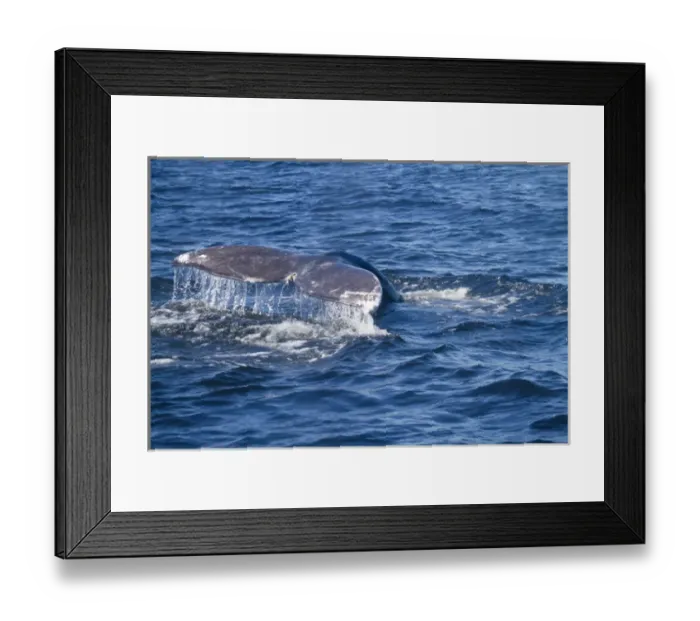 Framed Print : Canada, Pacific Rim National Park Reserve; West Coast Trail, Gray Whale tail (Eschrichtius Framed Print : Canada, Pacific Rim National Park Reserve; West Coast Trail, Gray Whale tail (Eschrichtius