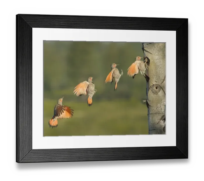 Framed Print : Canada, British Columbia. Adult male Northern Flicker (Colaptes auratus) flies to Framed Print : Canada, British Columbia. Adult male Northern Flicker (Colaptes auratus) flies to