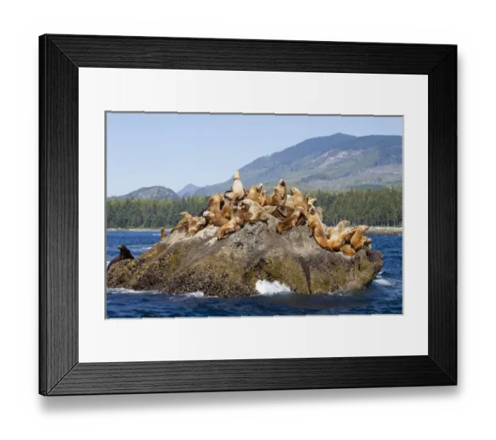 Framed Print : Canada, Pacific Rim National Park Reserve; West Coast Trail, Steller Sea Lions; also