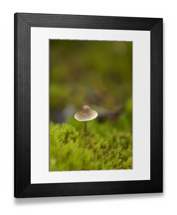 Framed Print : Canada, British Columbia, Vancouver Island. Mycena mushroom surrounded by moss Framed Print : Canada, British Columbia, Vancouver Island. Mycena mushroom surrounded by moss