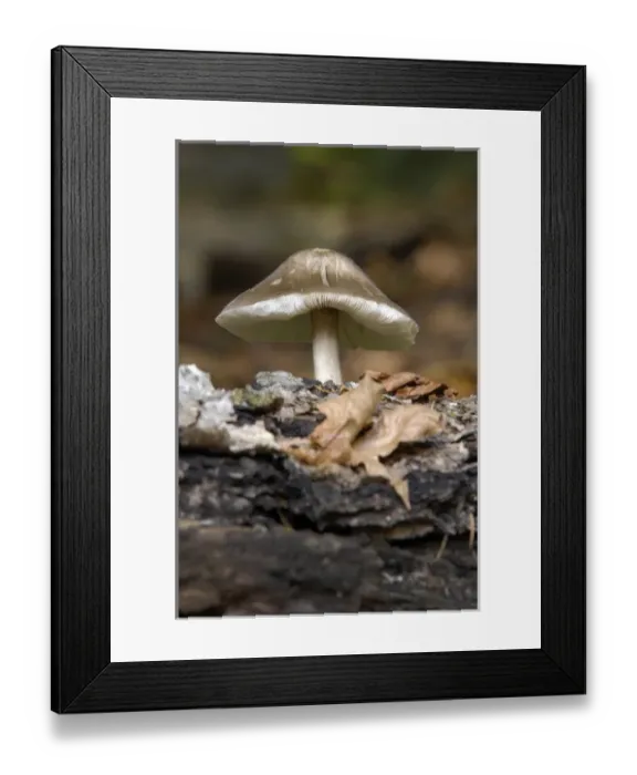Framed Print : Canada, British Columbia, Vancouver Island. Small mushroom growing on a dead log
