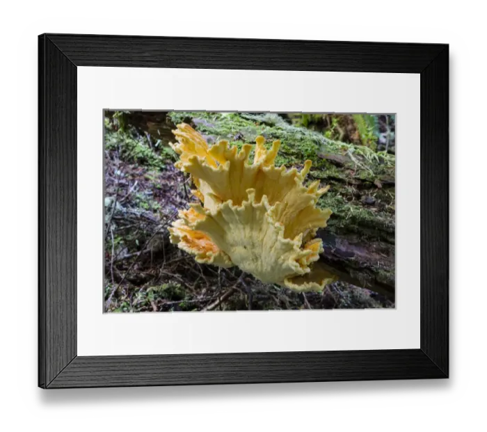 Framed Print : Canada, Pacific Rim National Park Reserve; West Coast Trail, Chicken of the Woods mushroom