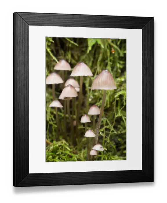 Framed Print : Canada, British Columbia, Vancouver Island. Mycena mushrooms