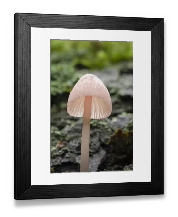 Framed Print : Canada, British Columbia, Vancouver Island