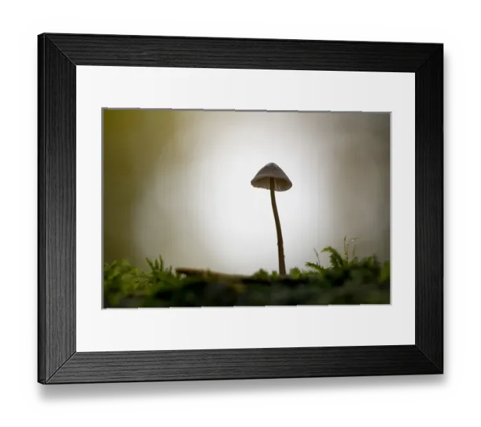 Framed Print : Canada, British Columbia, Vancouver Island. Backlit small Mycena mushroom