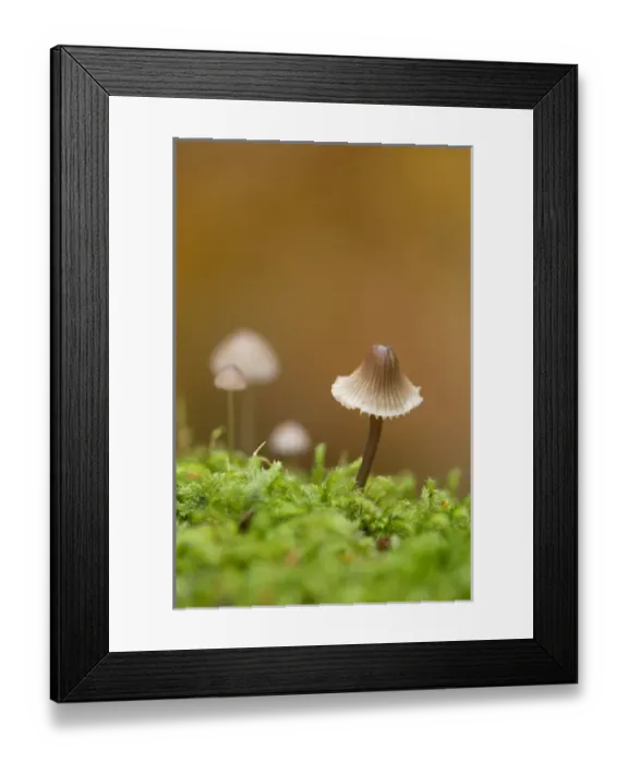 Framed Print : Canada, British Columbia, Vancouver Island. Close up of small Mycena mushroom Framed Print : Canada, British Columbia, Vancouver Island. Close up of small Mycena mushroom