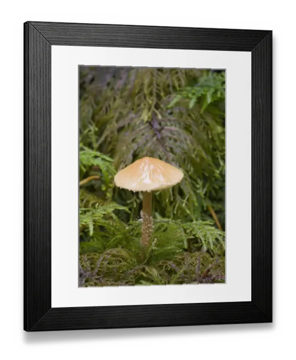 Framed Print : Canada, British Columbia, Vancouver Island. Mycena mushroom growing in moss Framed Print : Canada, British Columbia, Vancouver Island. Mycena mushroom growing in moss