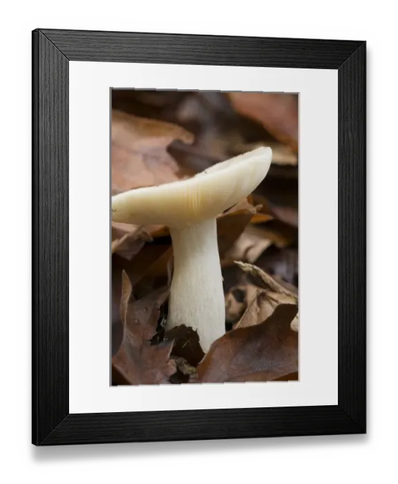 Framed Print : Canada, British Columbia, Vancouver Island