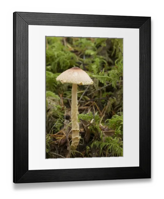 Framed Print : Canada, British Columbia, Vancouver Island Framed Print : Canada, British Columbia, Vancouver Island