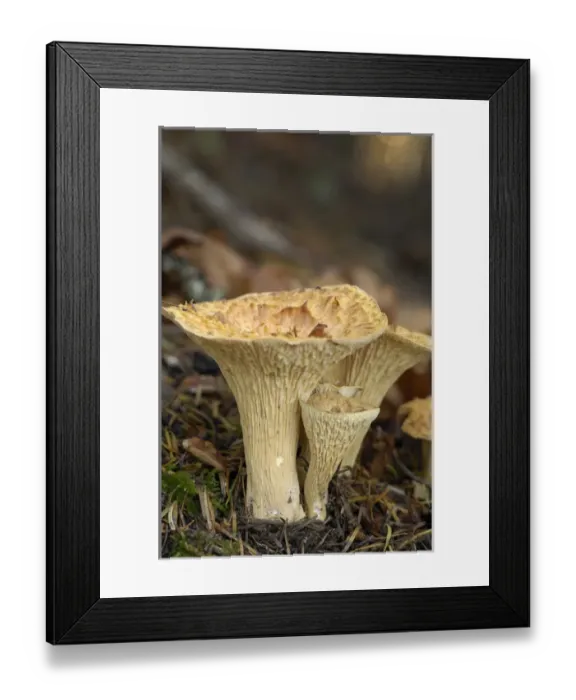 Framed Print : Canada, British Columbia, Vancouver Island Framed Print : Canada, British Columbia, Vancouver Island