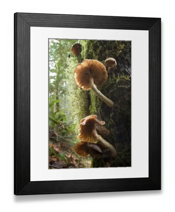 Framed Print : Canada, British Columbia, Vancouver Island Framed Print : Canada, British Columbia, Vancouver Island