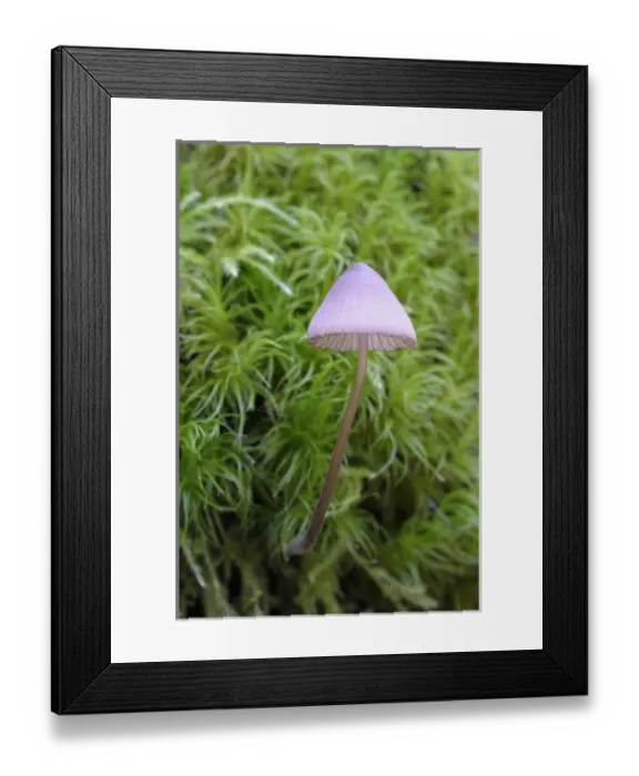 Framed Print : Canada, British Columbia, Vancouver Island Framed Print : Canada, British Columbia, Vancouver Island