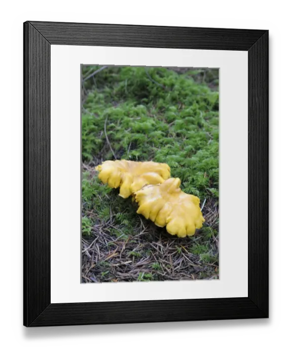 Framed Print : Canada, British Columbia, Vancouver Island
