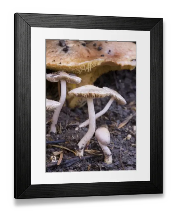 Framed Print : Canada, British Columbia, Vancouver Island Framed Print : Canada, British Columbia, Vancouver Island