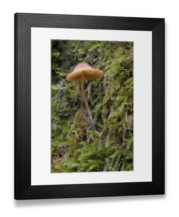 Framed Print : Canada, British Columbia, Vancouver Island Framed Print : Canada, British Columbia, Vancouver Island