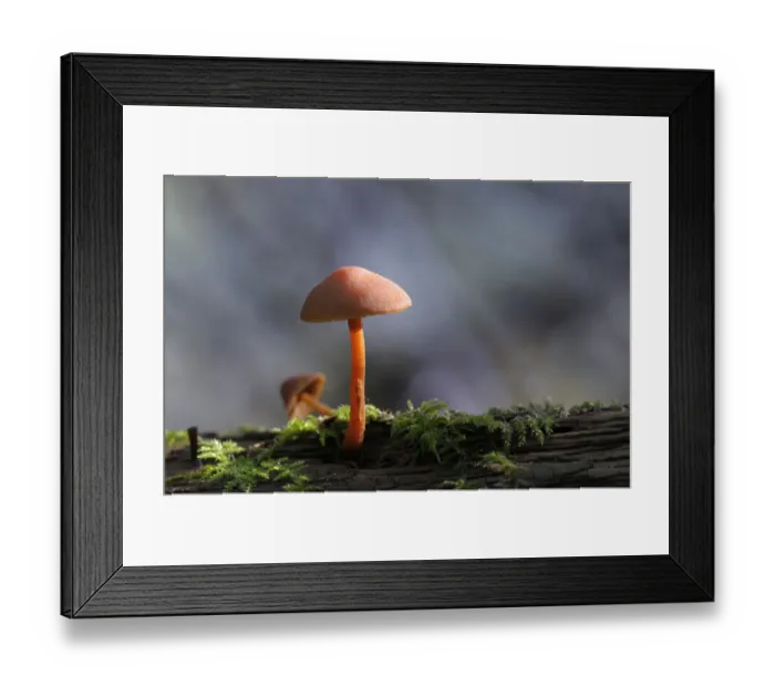 Framed Print : Canada, British Columbia, Vancouver Island. Orange Mycena mushroom with bark and moss Framed Print : Canada, British Columbia, Vancouver Island. Orange Mycena mushroom with bark and moss