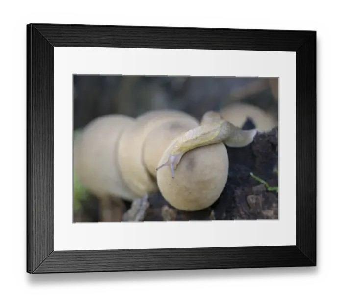 Framed Print : Canada, British Columbia, Vancouver Island