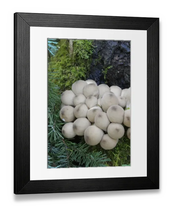 Framed Print : Canada, British Columbia, Vancouver Island