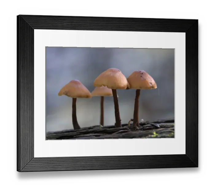 Framed Print : Canada, British Columbia, Vancouver Island