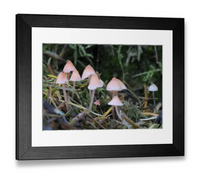 Framed Print : Canada, British Columbia, Vancouver Island. Small pink Mycena mushrooms Framed Print : Canada, British Columbia, Vancouver Island. Small pink Mycena mushrooms