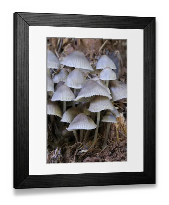 Framed Print : Canada, British Columbia, Vancouver Island. Mycena galericulata mushrooms Framed Print : Canada, British Columbia, Vancouver Island. Mycena galericulata mushrooms