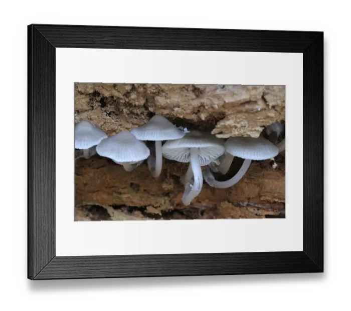 Framed Print : Canada, British Columbia, Vancouver Island Framed Print : Canada, British Columbia, Vancouver Island