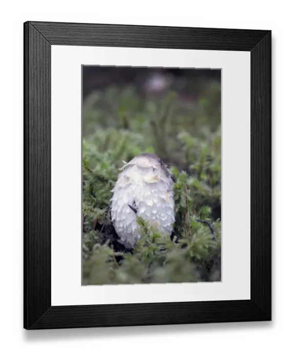 Framed Print : Canada, British Columbia, Vancouver Island
