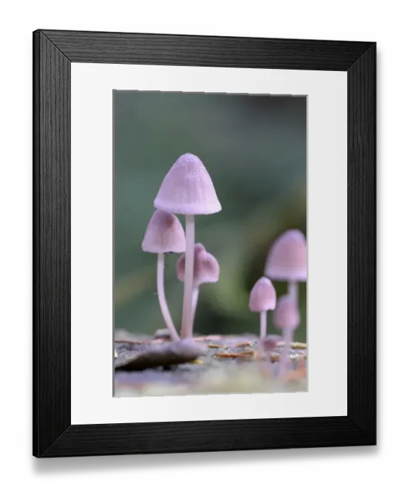Framed Print : Canada, British Columbia, Vancouver Island. Pink Mycena mushrooms growing on a dead tree Framed Print : Canada, British Columbia, Vancouver Island. Pink Mycena mushrooms growing on a dead tree