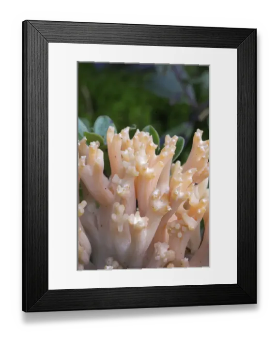 Framed Print : Canada, British Columbia, Vancouver Island. Close up detail of Pink Coral Fungus Framed Print : Canada, British Columbia, Vancouver Island. Close up detail of Pink Coral Fungus