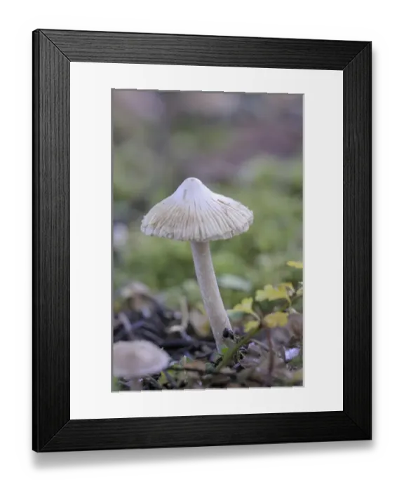 Framed Print : Canada, British Columbia, Vancouver Island. Detail photo of a small white mushroom Framed Print : Canada, British Columbia, Vancouver Island. Detail photo of a small white mushroom