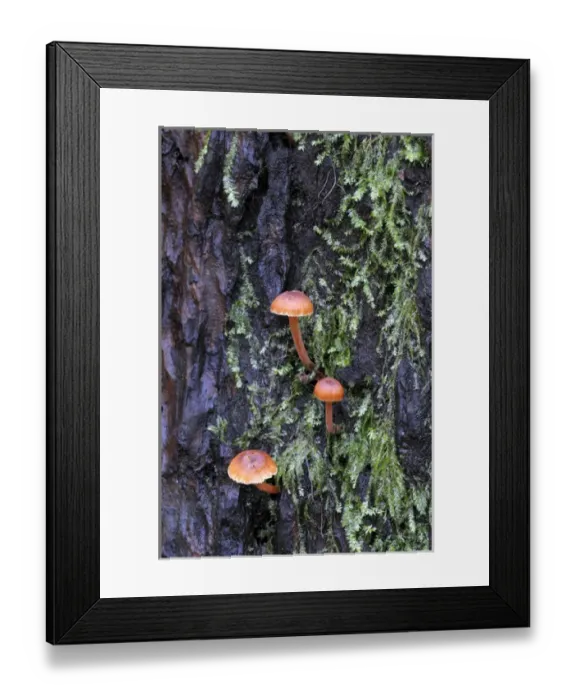 Framed Print : Canada, British Columbia, Vancouver Island Framed Print : Canada, British Columbia, Vancouver Island