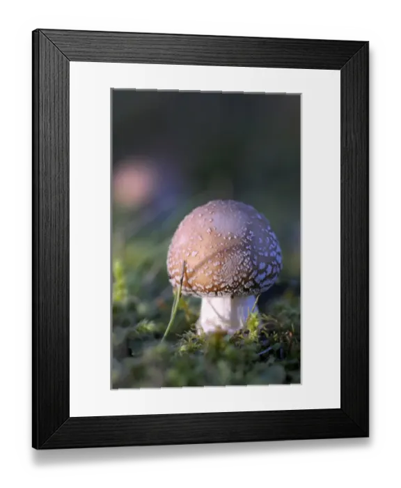 Framed Print : Canada, British Columbia, Vancouver Island. Amanita muscaria at a young stage with moss Framed Print : Canada, British Columbia, Vancouver Island. Amanita muscaria at a young stage with moss