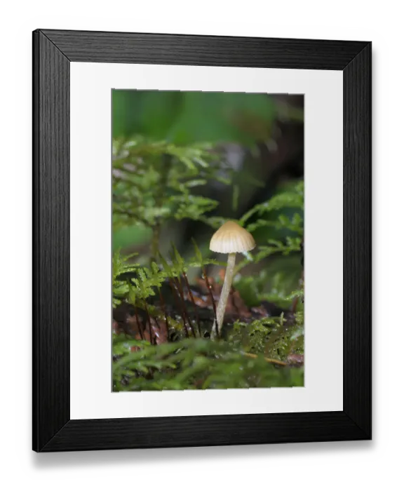 Framed Print : Canada, British Columbia, Vancouver Island. Mycena mushroom detail in moss Framed Print : Canada, British Columbia, Vancouver Island. Mycena mushroom detail in moss