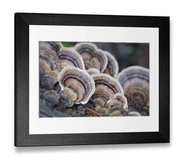 Framed Print : Canada, British Columbia, Vancouver Island Framed Print : Canada, British Columbia, Vancouver Island