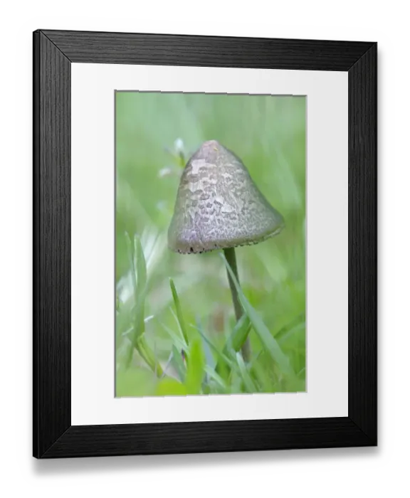 Framed Print : Canada, British Columbia, Vancouver Island. Small capped mushroom in grass