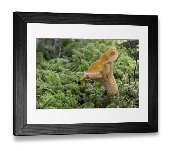 Framed Print : Canada, British Columbia, Vancouver Island