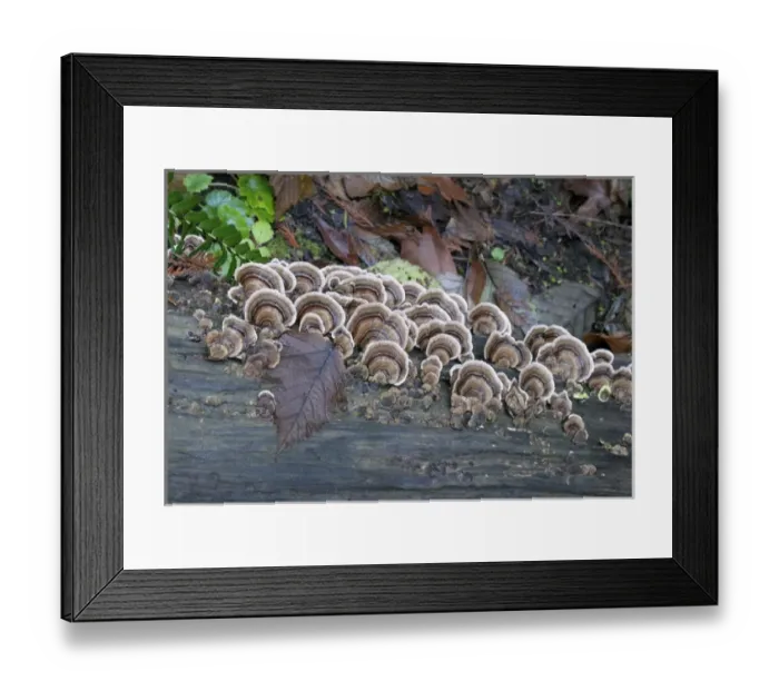 Framed Print : Canada, British Columbia, Vancouver Island