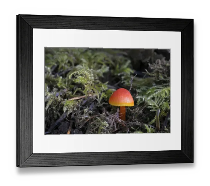 Framed Print : Canada, British Columbia, Vancouver Island Framed Print : Canada, British Columbia, Vancouver Island
