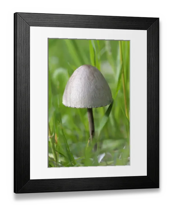 Framed Print : Canada, British Columbia, Vancouver Island. Rounded capped mushroom in grass