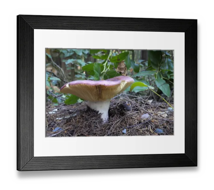 Framed Print : Canada, British Columbia, Vancouver Island