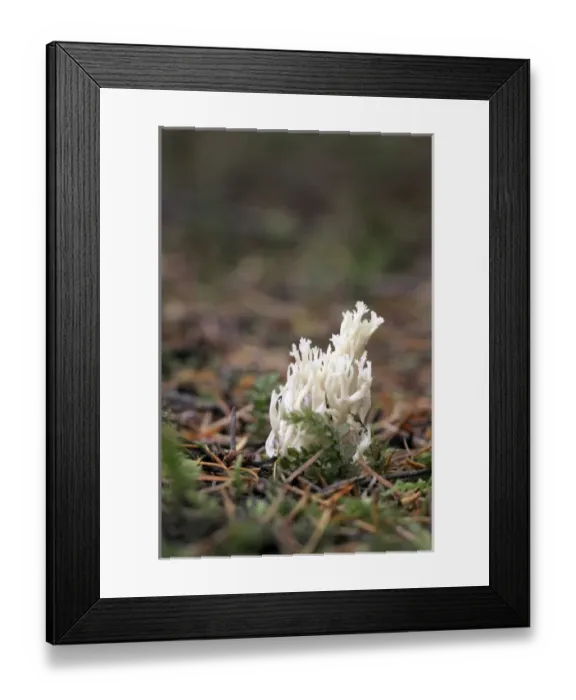 Framed Print : Canada, British Columbia, Vancouver Island Framed Print : Canada, British Columbia, Vancouver Island