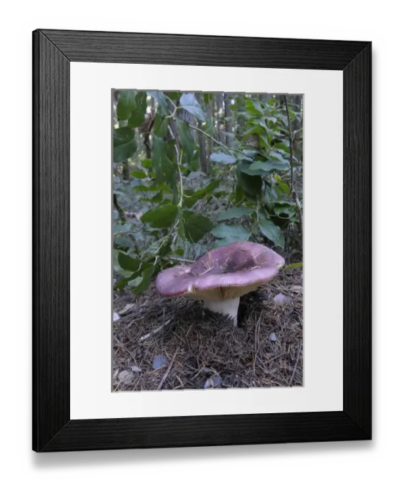 Framed Print : Canada, British Columbia, Vancouver Island Framed Print : Canada, British Columbia, Vancouver Island