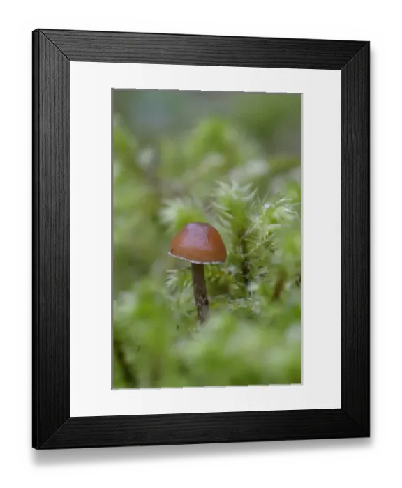 Framed Print : Canada, British Columbia, Vancouver Island. Small brown mushroom surrounded by moss Framed Print : Canada, British Columbia, Vancouver Island. Small brown mushroom surrounded by moss