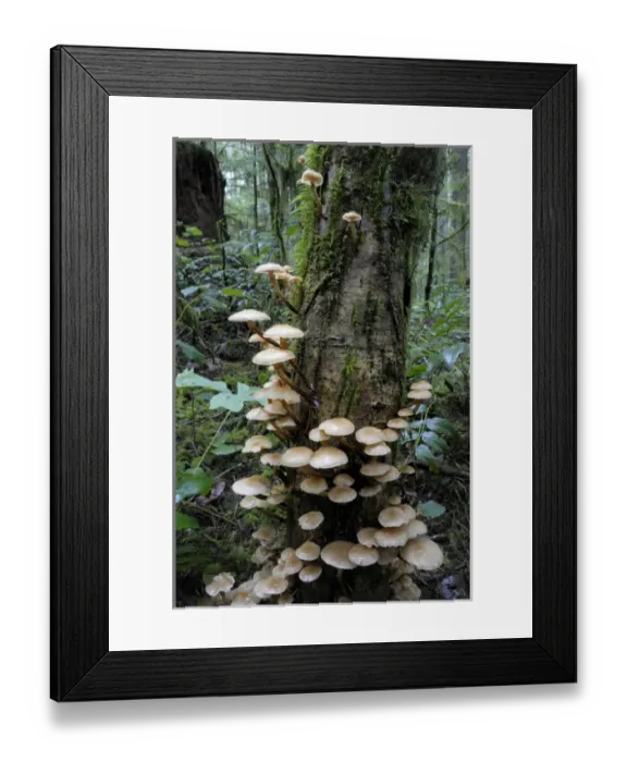 Framed Print : Canada, British Columbia, Vancouver Island. Brown mushrooms covering a tree trunk Framed Print : Canada, British Columbia, Vancouver Island. Brown mushrooms covering a tree trunk